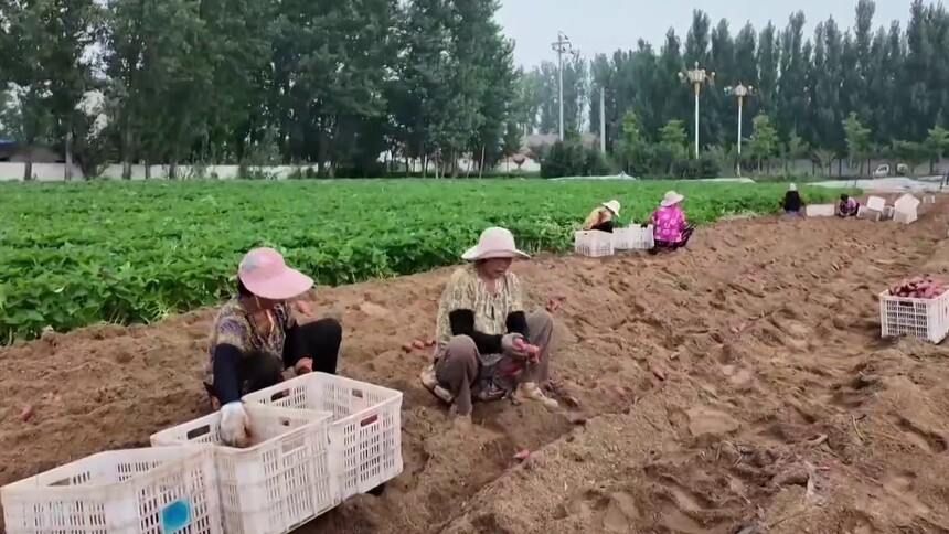 千城百县看中国｜山东潍坊：薯香漫野惠乡邻