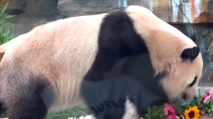 大熊猫“宝元”“德瑞”迎来在疆首个生日