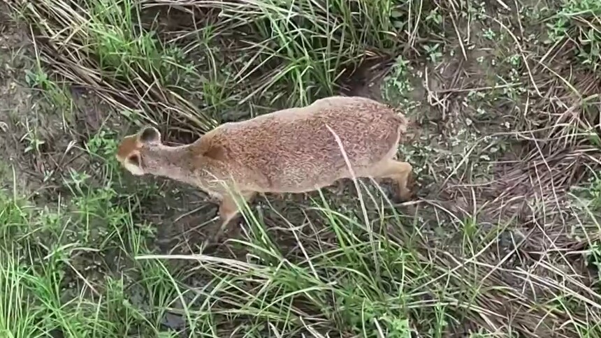 国家二级保护动物河麂在安徽升金湖栖息