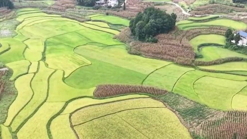 贵州余庆：稻浪飘香庆丰收 趣味活动话丰年