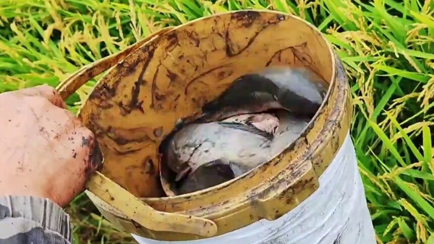 千城百县看中国｜内蒙古阿荣旗：稻香鱼肥虾满田