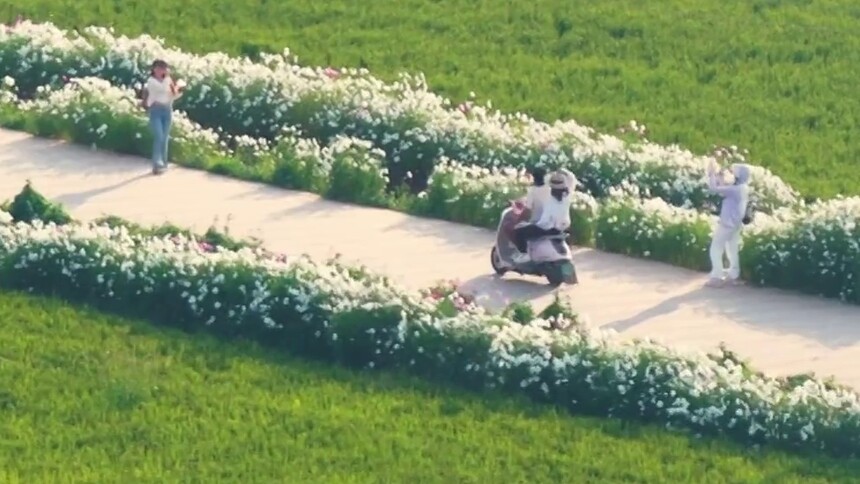 昆明石寨村的格桑花迎来盛花期