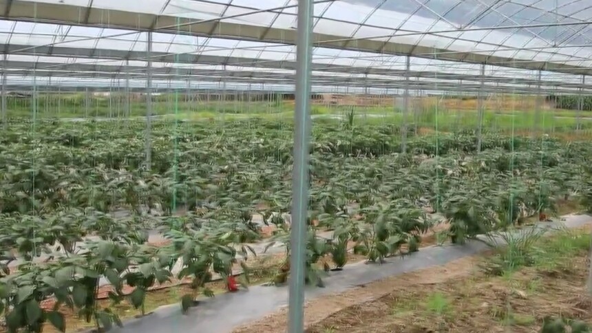 赓续长征精神 奋进复兴征程｜红色热土育红椒 小特产撑起大产业