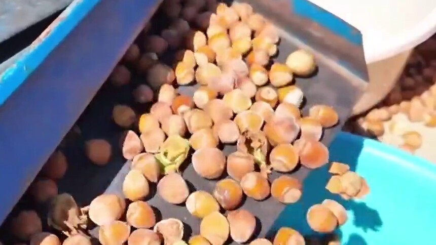 千城胜景｜吉林磐石：榛果飘香采收忙