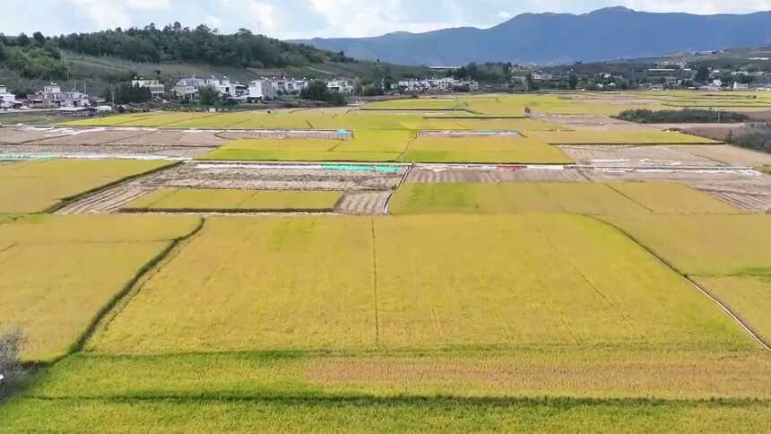 大凉山中稻飘香 盐源秋收正当时
